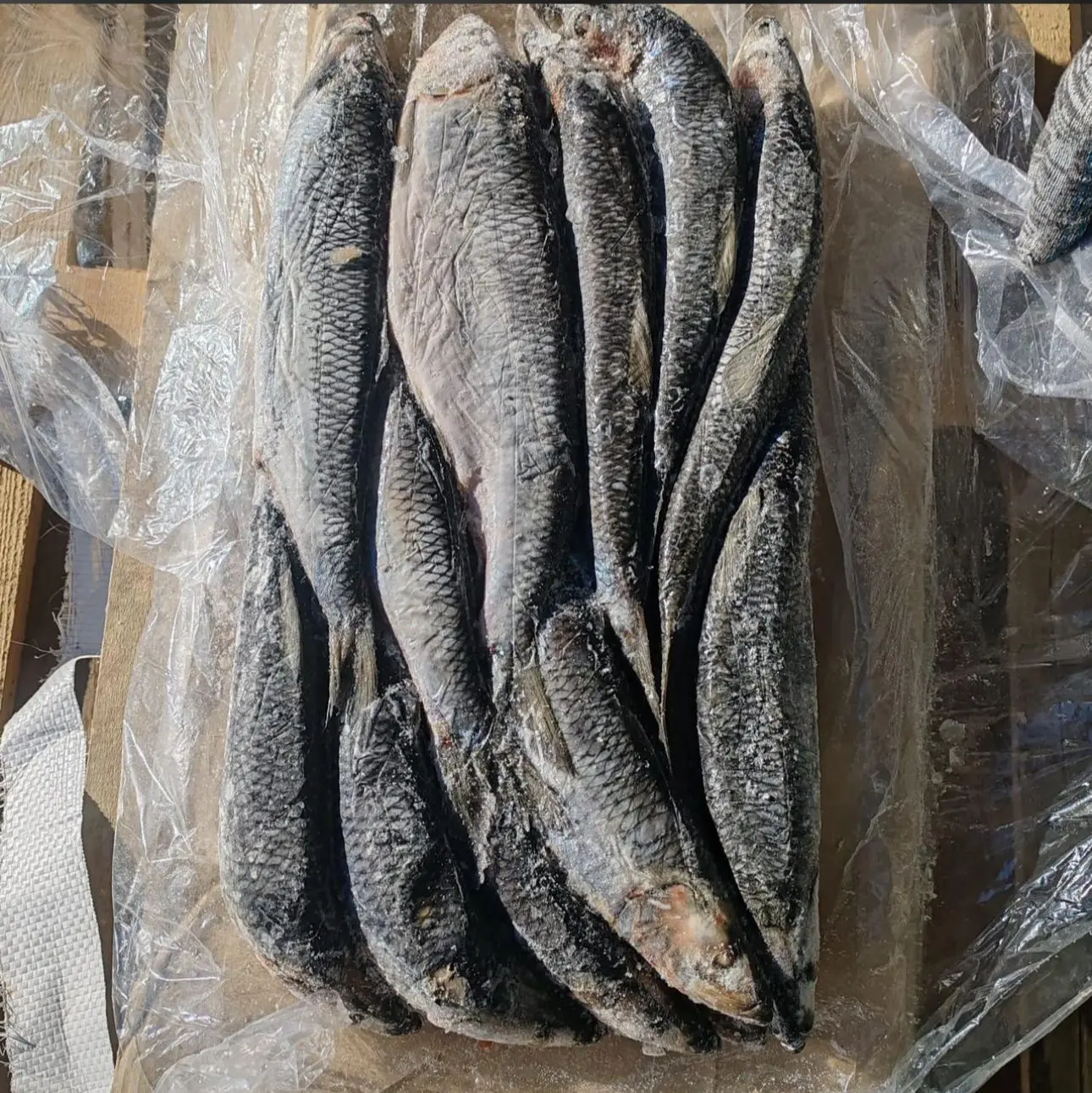 Сельдь олюторская,  300-400,  1/18