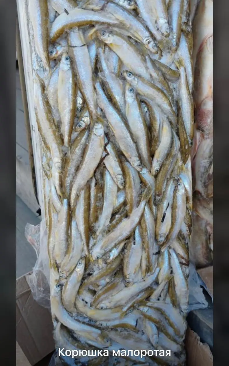 Корюшка малоротка  морс.