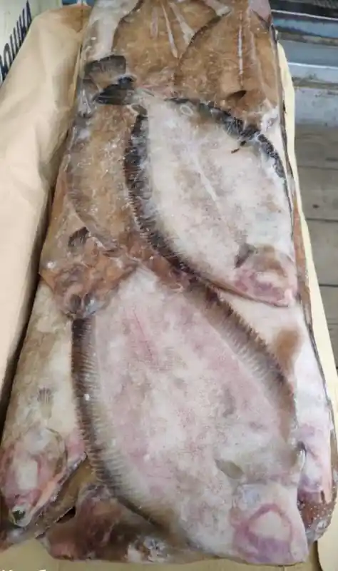 [8-9] Камбала Синекорая НР ББ 25+, 1кг