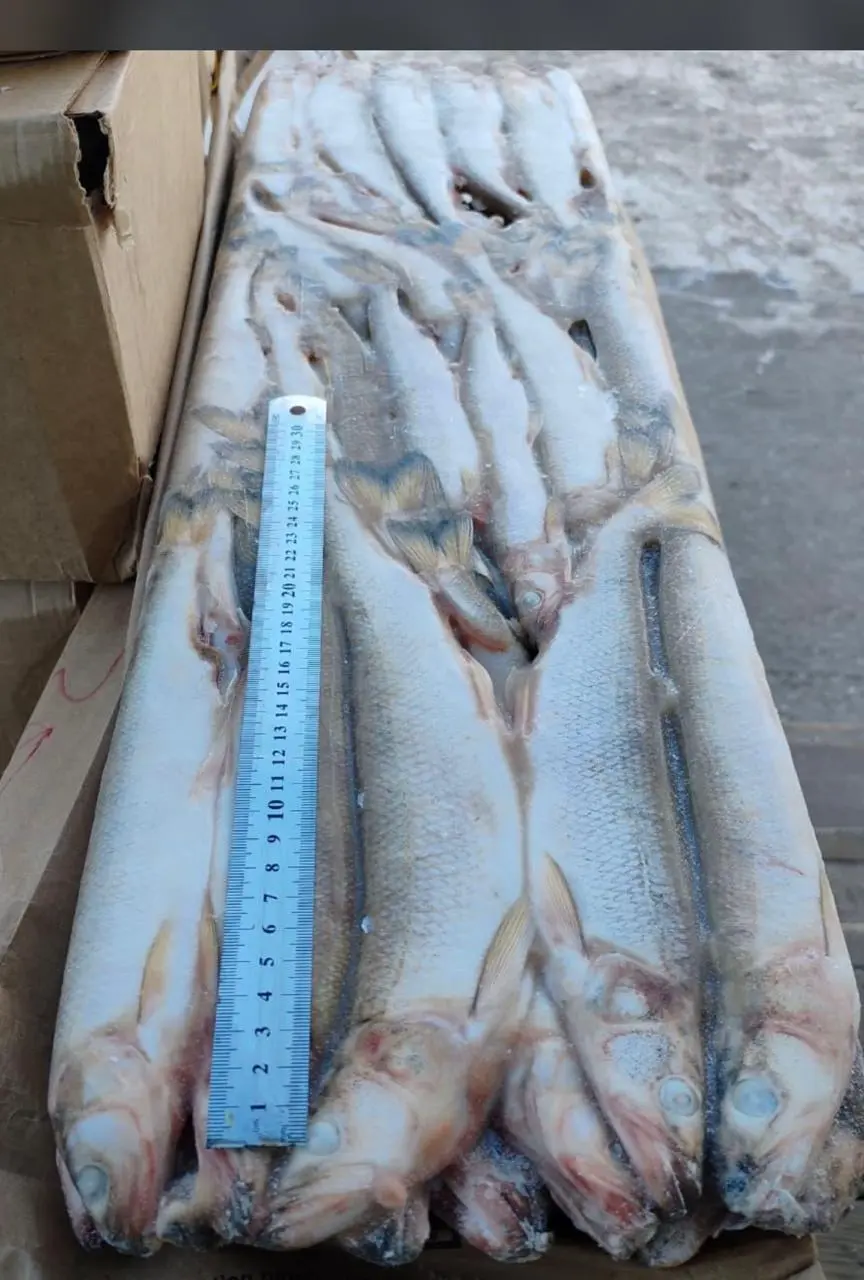 [8-79] Корюшка Зубатка 25+, 1/20 кг