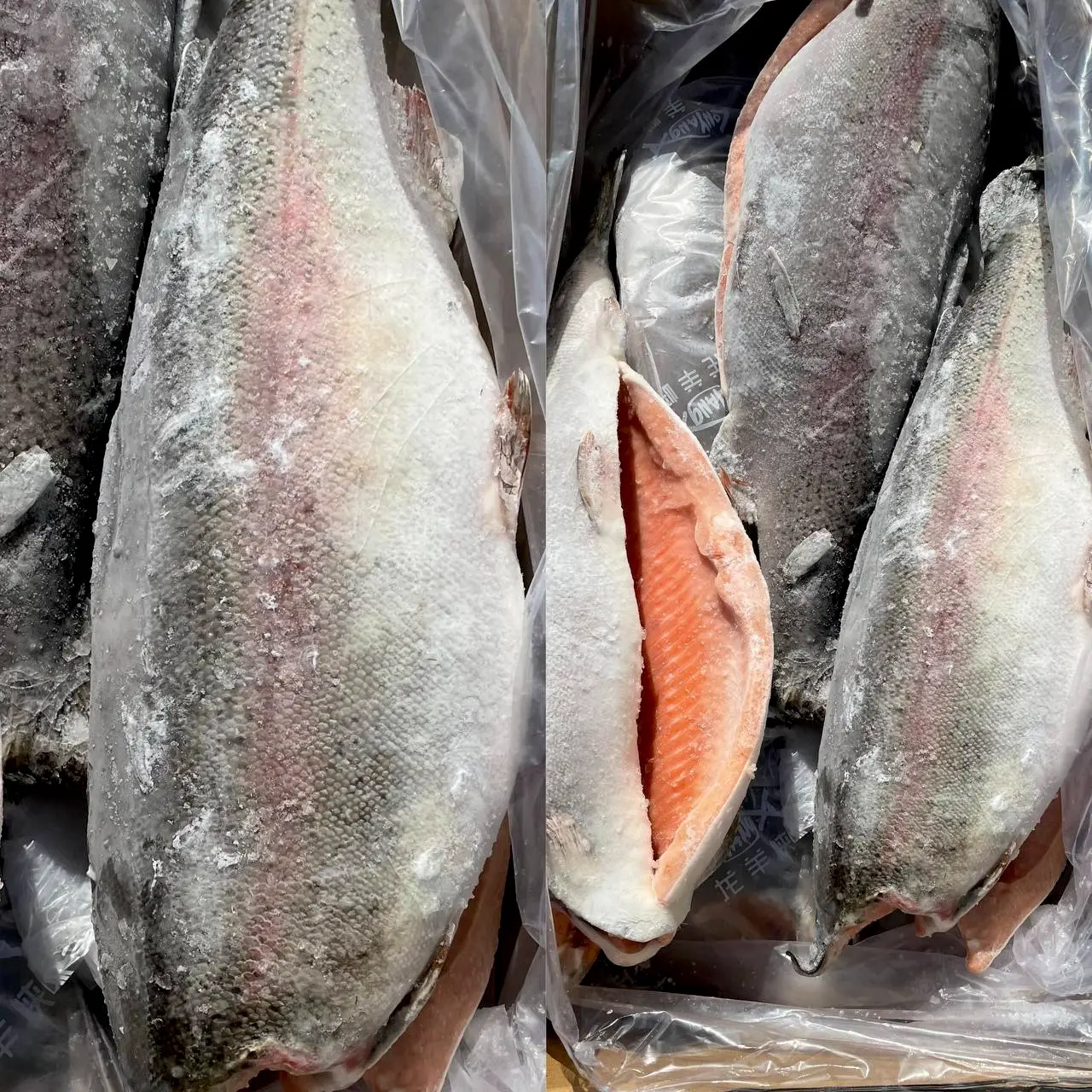 [3-558] Форель БГ 2,7-4,1(крупная)