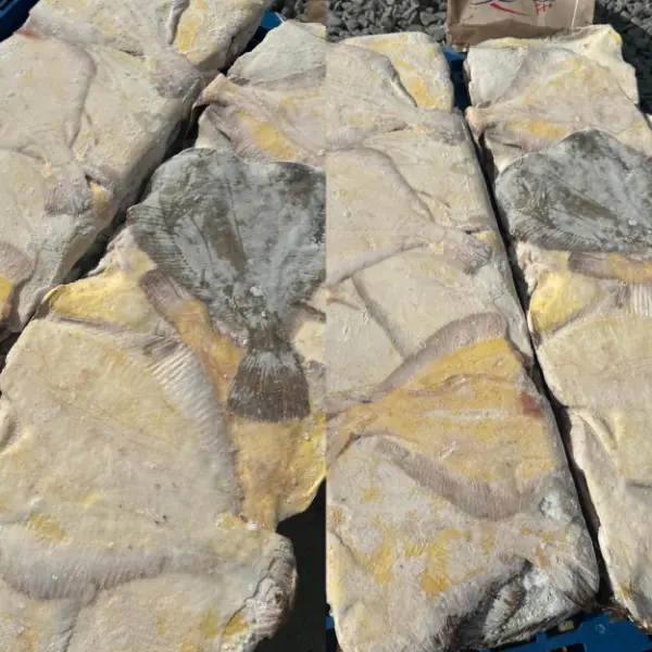 [3-8] Камбала Ж/Б БГ 18+ см