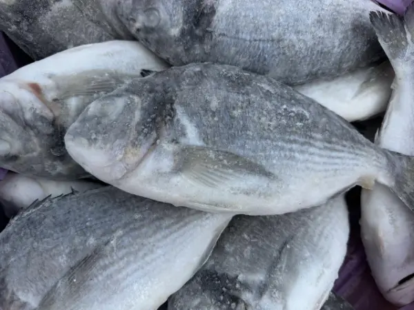 [3-142] Дорадо н/р 300-600