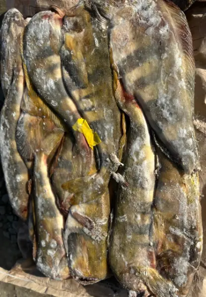 [3-4] Окунь Терпуг НР (блочый)