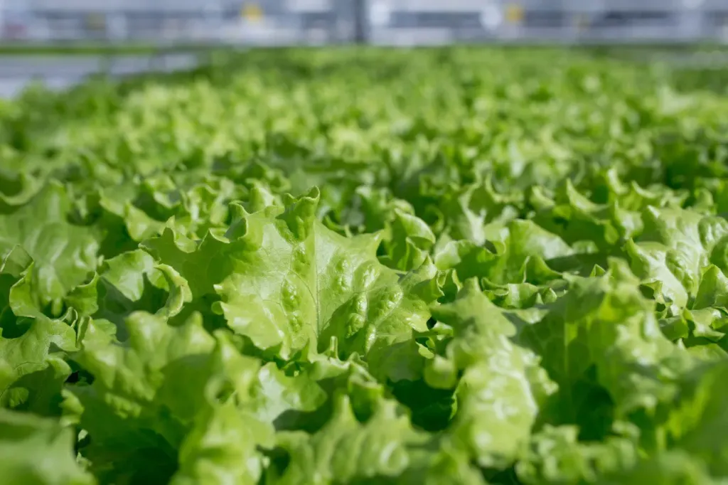 [27-6] Салат Фриллис